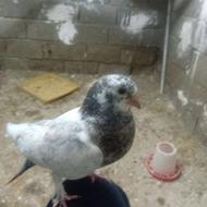 کبوترنوک‌ریز‌پاپر‌چکمه