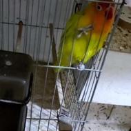 فروش جوجه فیشر طلایی