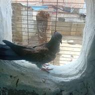 کبوتر‌ ماده‌ گرگی