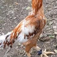 لاری اصیل فروشی