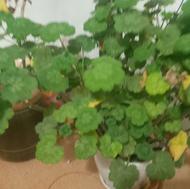 همه رقم گل طبیعی