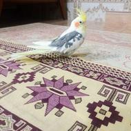 عروس هلندی نر لوتینو دوکت سخنگو رام مست آماده جفت گیری