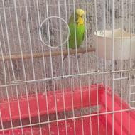 فروش مرغ عشق انگلیسی نر