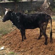 تلم گاو سرحال