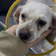 سگ ماده یکسال