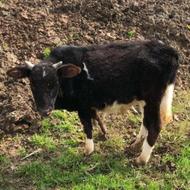 گوساله نر خوراک خور