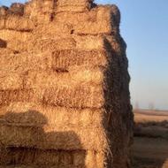 کلش گندم امسال