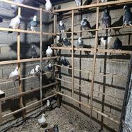 کبوتر گرو پرشی