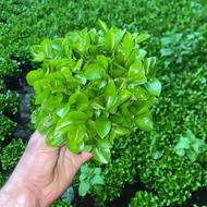 سبزه نارنج شب عید