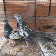 کبوتر چناری