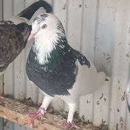 کبوتر پرشی عالی