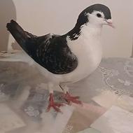 نردم دار سیاه پشت مست