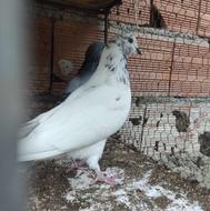 کبوتر پرشی ماده