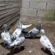 کبوتر پاکستانی نژاد چینا