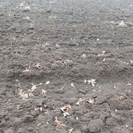 اجاره زمین کشاورزی ابی