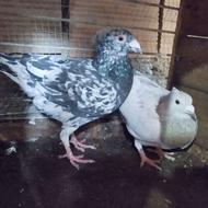 کبوتر سرور بغدادی