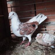 کبوترشازده سرور بغدادی