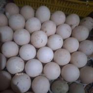 تخم اردک محلی دورگه نطفه دار