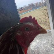 معاوضه با اردک اسرائیلی