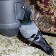 کبوتر رنگی و پلاگی