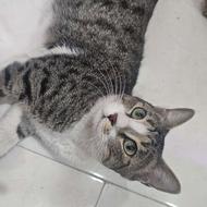 واگذاری رایگان گربه DSH