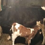 گاو صحرا هلشتاین با گوساله نر سیمتال