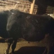 گاو صحرا هلشتاین با گوساله نر سیمتال