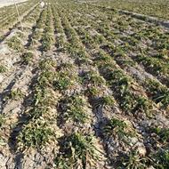 چغندرقندابیاری با اب چاه