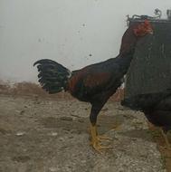 مرغ و خروس لاری