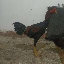 مرغ و خروس لاری