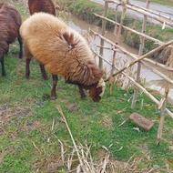 گوسفند نر تخمی