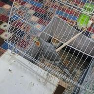 پرنده عروس هلندی