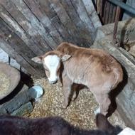 یه رس گاو با گوساله‌نر خوشگل‌