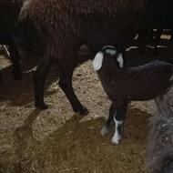 گوسفند بابره