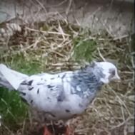 کبوتر سرور یک جفت