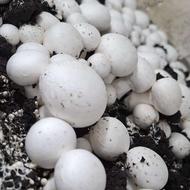 قارچ تازه عمده