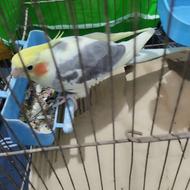 طوطی عروس رام دستی