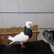 کبوتر طوقی بنده بند