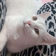 گربه دو ژنه پرشین دی اس اچ