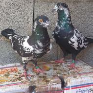 یک جفت کفتر ساعت سنگین