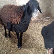 میش زنده چاق