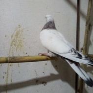 چن عدد کبوتر، پرشی