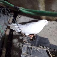 کبوتر .خال دار. زاغ. شازده