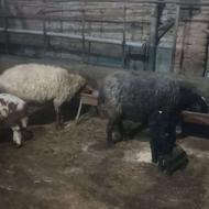 2راس وره مار 2دندون اس