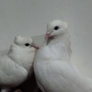 فروش کبوتر کاکولی دم چتری