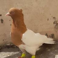 کله زرد نروماده