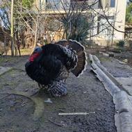 بوقلمون بالغ