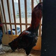 معاوضه با مرغ