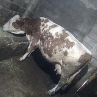 گاو سیمیتال شیری