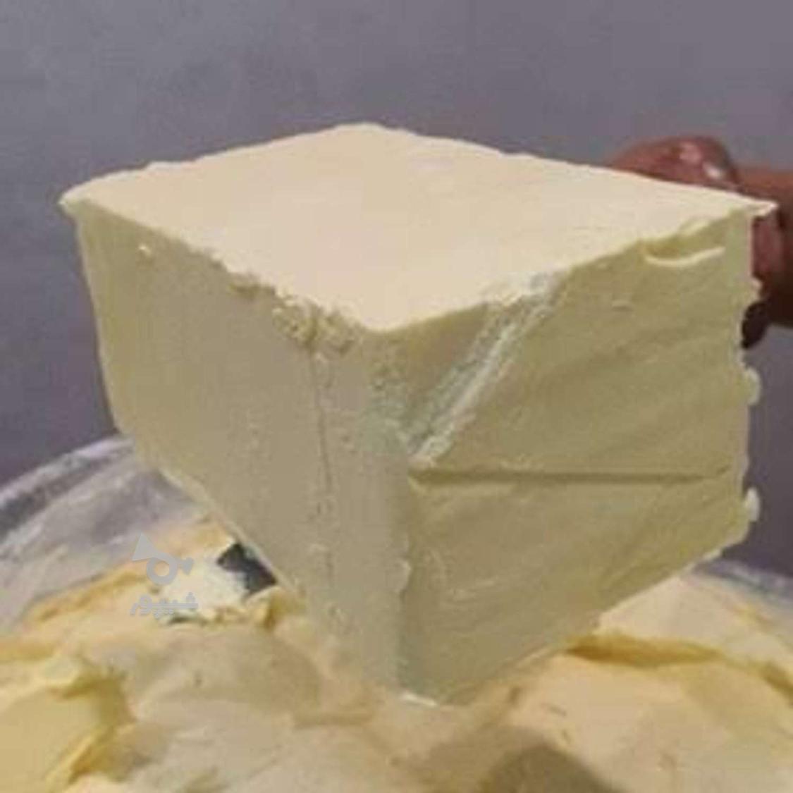 کره حیوانی 82.5